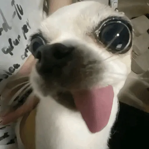 Perritos para el chat 🤣