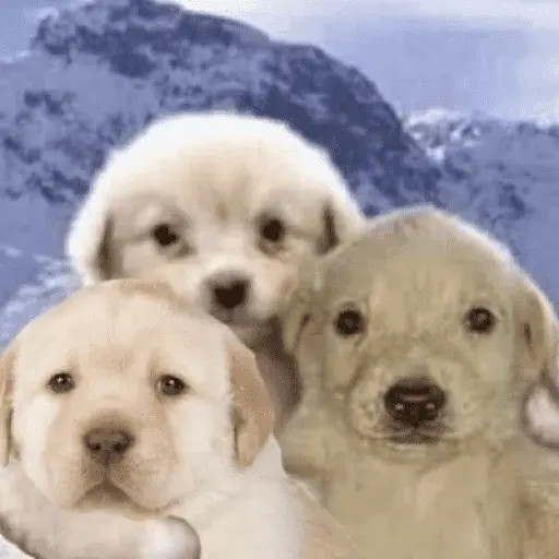 Perritos para el chat 🤣