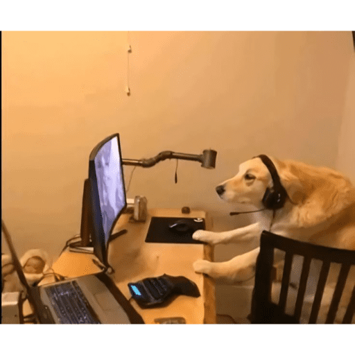 Perritos para el chat 🤣 preview