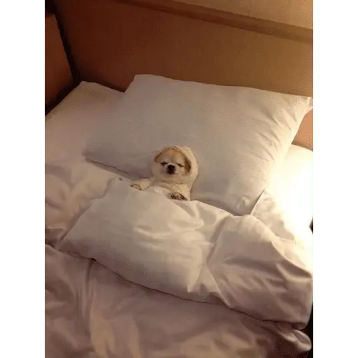 Perritos para el chat 🤣