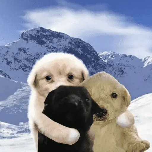 Perritos para el chat 🤣