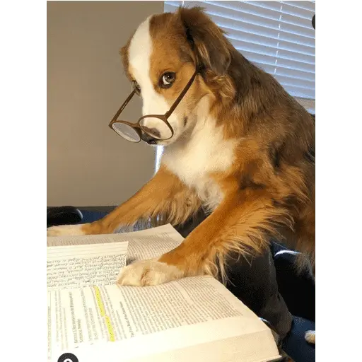 Perritos para el chat 🤣