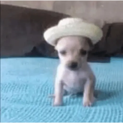 Perritos para el chat 🤣