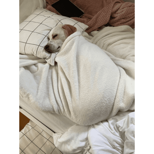 Perritos para el chat 🤣 preview