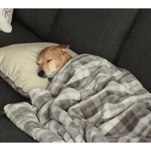 Perritos para el chat 🤣