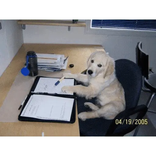 Perritos para el chat 🤣