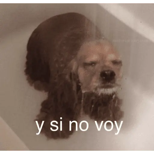 Vamos a lokear memes 🍺🍻