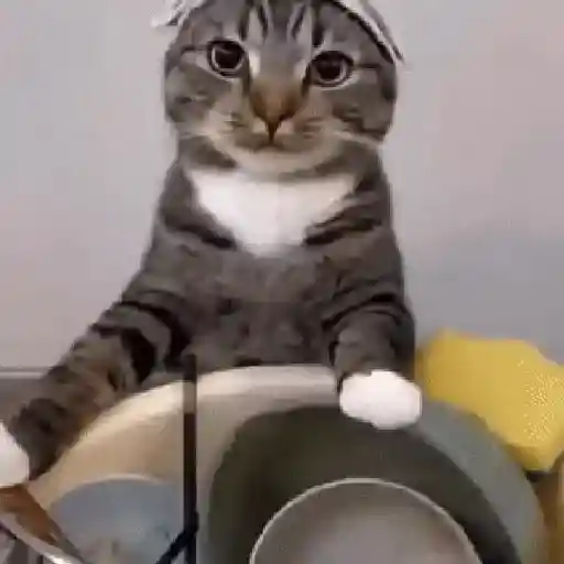 🐈‍⬛🐱🧶 GATOS | CATS 3 🧶🐱🐈‍⬛