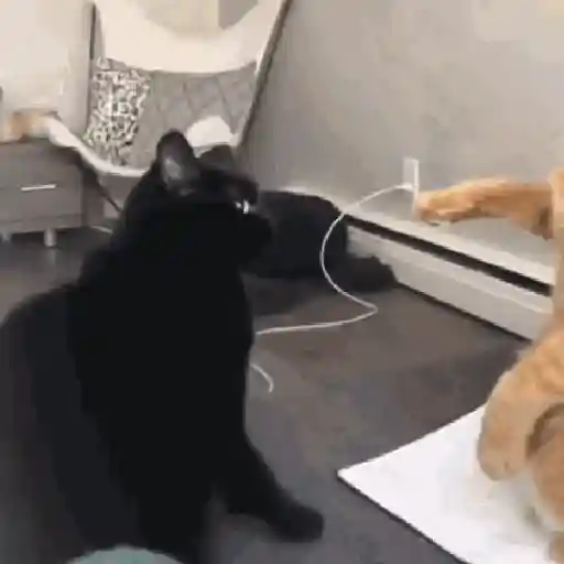 🐈‍⬛🐱🧶 GATOS | CATS 3 🧶🐱🐈‍⬛