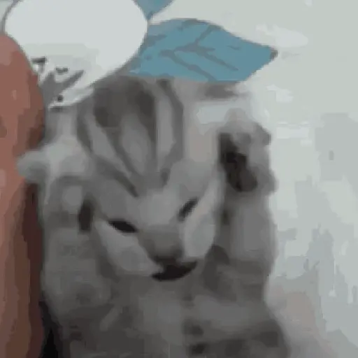 🐈‍⬛🐱🧶 GATOS | CATS 3 🧶🐱🐈‍⬛