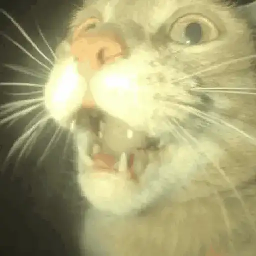 🐈‍⬛🐱🧶 GATOS | CATS 3 🧶🐱🐈‍⬛