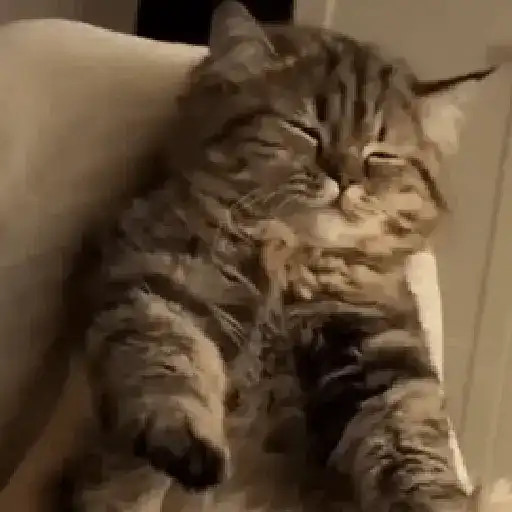 🐈‍⬛🐱🧶 GATOS | CATS 3 🧶🐱🐈‍⬛