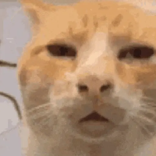 🐈‍⬛🐱🧶 GATOS | CATS 3 🧶🐱🐈‍⬛