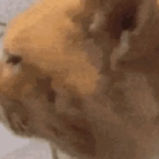 🐈‍⬛🐱🧶 GATOS | CATS 3 🧶🐱🐈‍⬛ preview