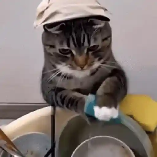 🐈‍⬛🐱🧶 GATOS | CATS 3 🧶🐱🐈‍⬛ preview