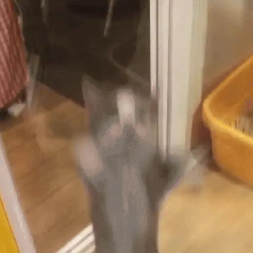 🐈‍⬛🐱🧶 GATOS | CATS 3 🧶🐱🐈‍⬛