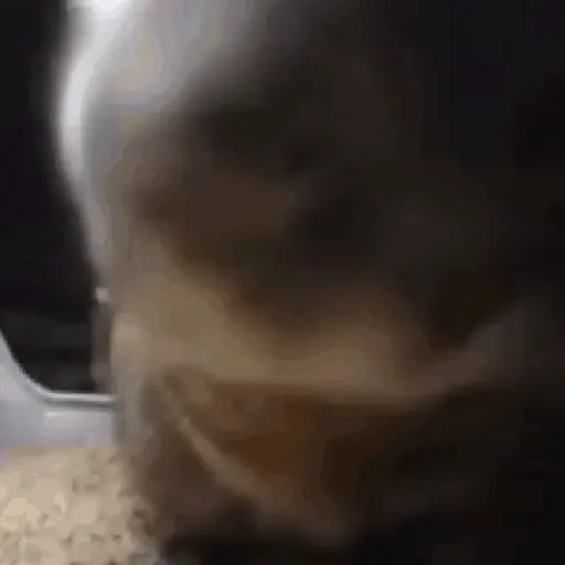🐈‍⬛🐱🧶 GATOS | CATS 3 🧶🐱🐈‍⬛