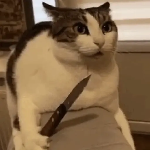🐈‍⬛🐱🧶 GATOS | CATS 3 🧶🐱🐈‍⬛