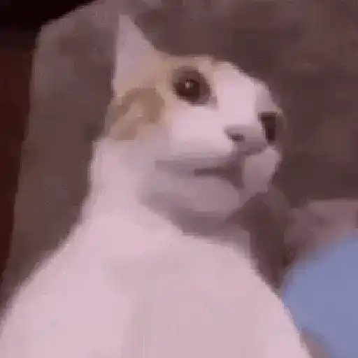 🐈‍⬛🐱🧶 GATOS | CATS 3 🧶🐱🐈‍⬛