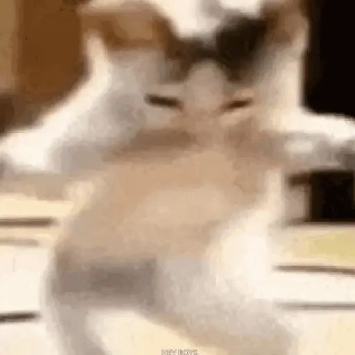 🐈‍⬛🐱🧶 GATOS | CATS 3 🧶🐱🐈‍⬛