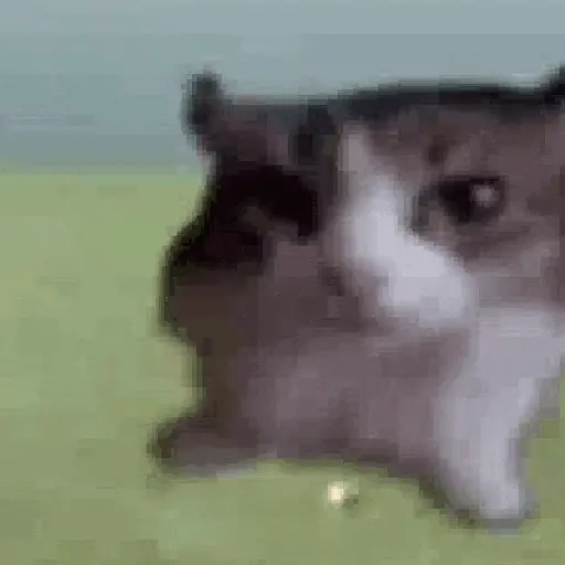 🐈‍⬛🐱🧶 GATOS | CATS 3 🧶🐱🐈‍⬛