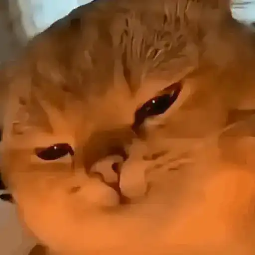 🐈‍⬛🐱🧶 GATOS | CATS 3 🧶🐱🐈‍⬛