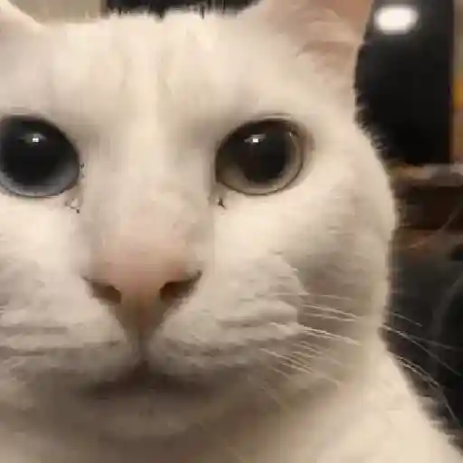 🐈‍⬛🐱🧶 GATOS | CATS 3 🧶🐱🐈‍⬛