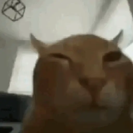 🐈‍⬛🐱🧶 GATOS | CATS 3 🧶🐱🐈‍⬛