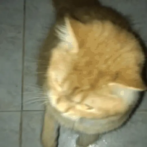 🐈‍⬛🐱🧶 GATOS | CATS 3 🧶🐱🐈‍⬛