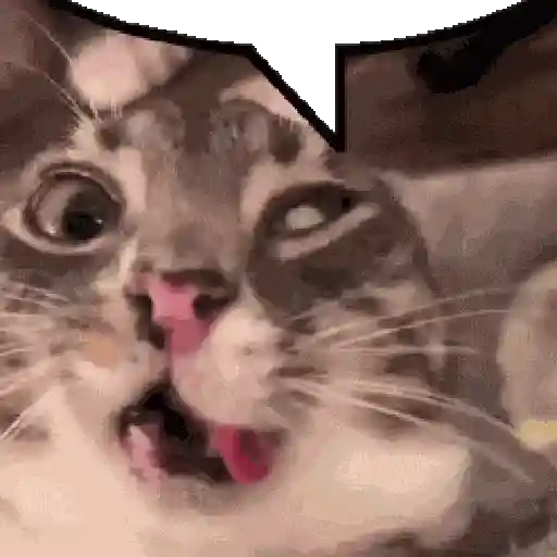 🐈‍⬛🐱🧶 GATOS | CATS 3 🧶🐱🐈‍⬛