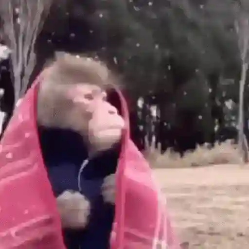 Frío ☃️ temblando ❄️
