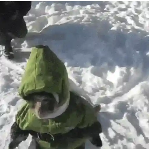 Frío ☃️ temblando ❄️ preview