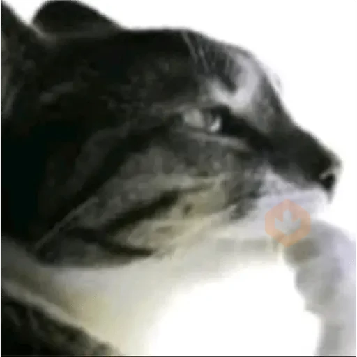 TikTok Memes 5 sticker 15