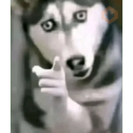 TikTok Memes 5 sticker 16
