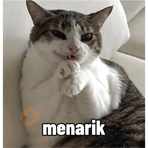 reaction cat🐱 tiktok vers sticker 20