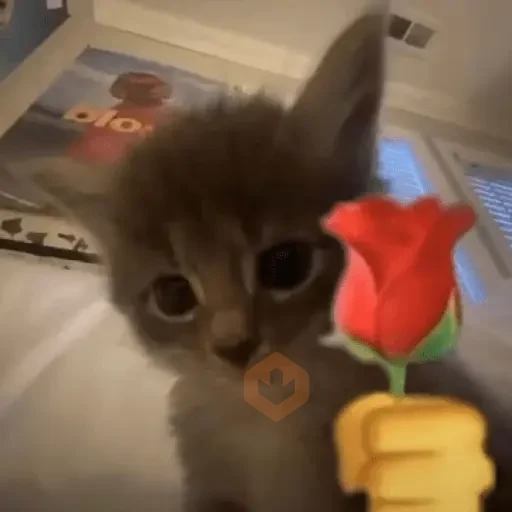reaction cat🐱 tiktok vers sticker 14