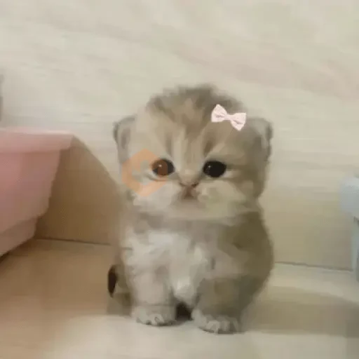 reaction cat🐱 tiktok vers sticker 16