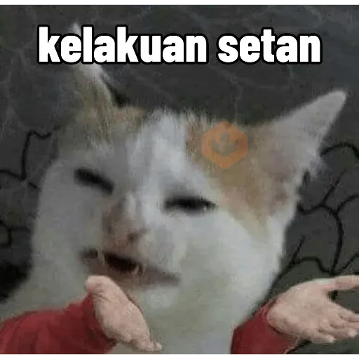 reaction cat🐱 tiktok vers sticker 13