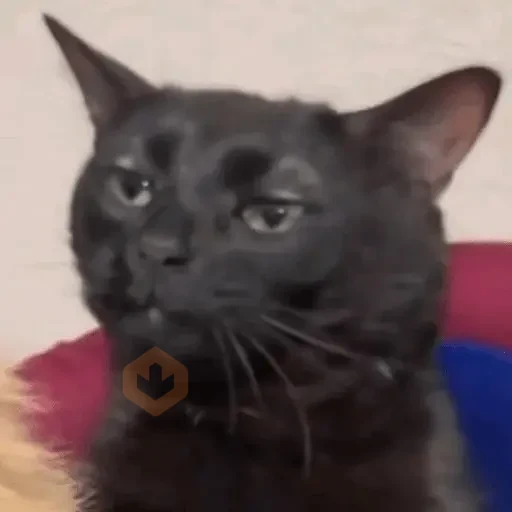 reaction cat🐱 tiktok vers sticker 21