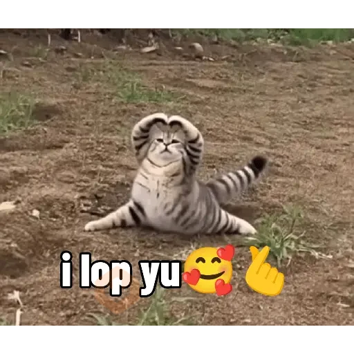 reaction cat🐱 tiktok vers sticker 11