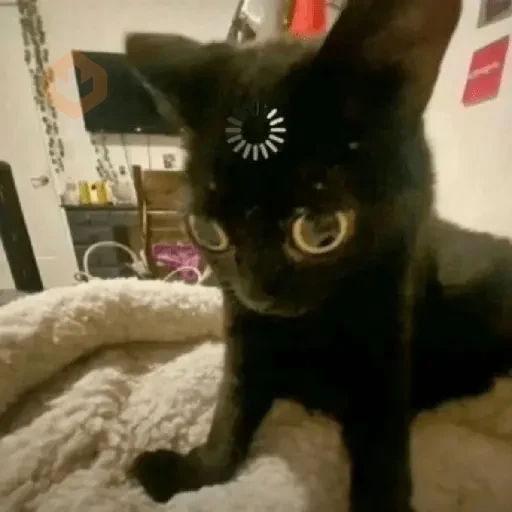 reaction cat🐱 tiktok vers sticker 17