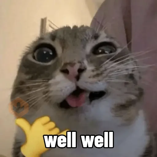 reaction cat🐱 tiktok vers sticker 12
