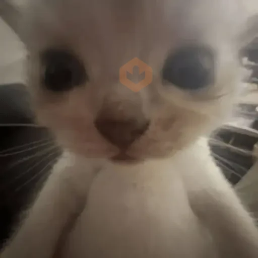 reaction cat🐱 tiktok vers sticker 18