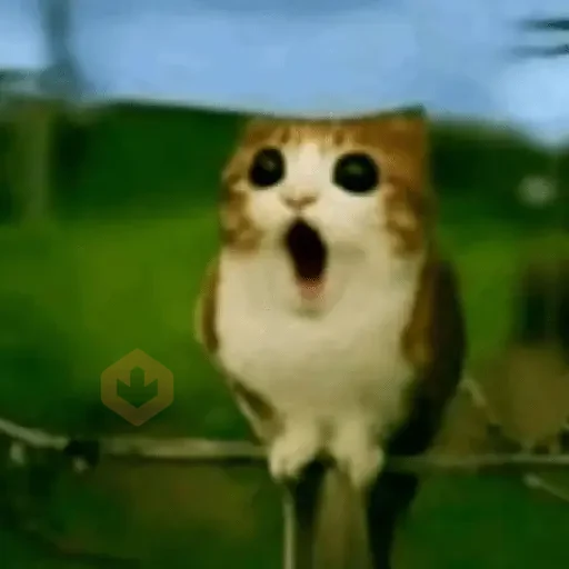 reaction cat🐱 tiktok vers sticker 15
