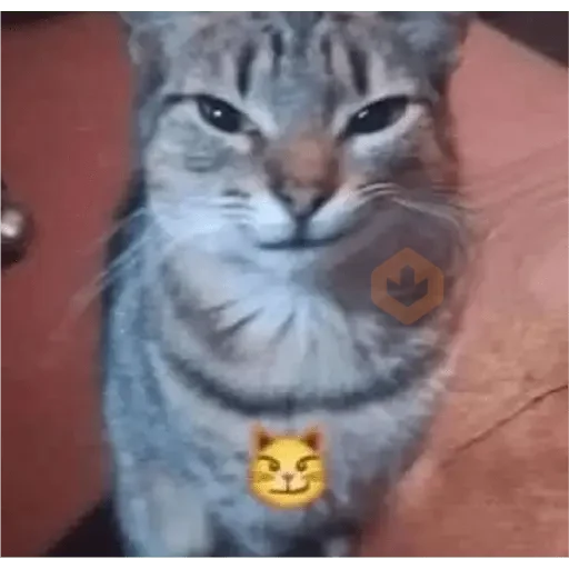 reaction cat🐱 tiktok vers sticker 19