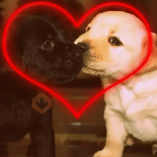 💞💖 AMOR 12 💖💞 sticker 16