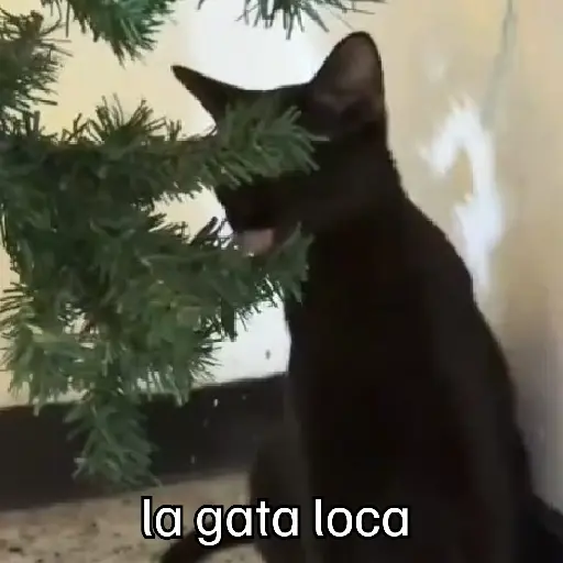 memes diciembre 