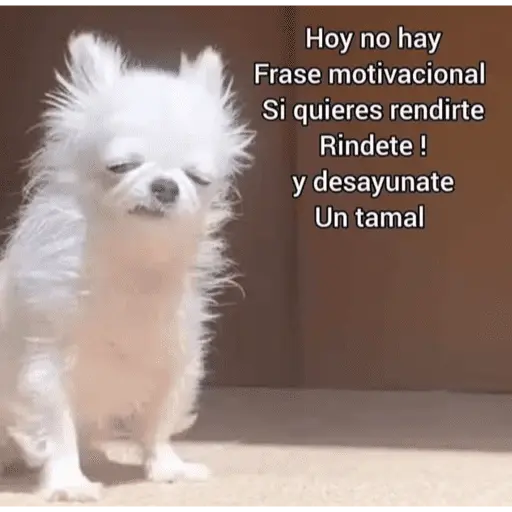 😌 ANIMALITOS SHITPOST 😌