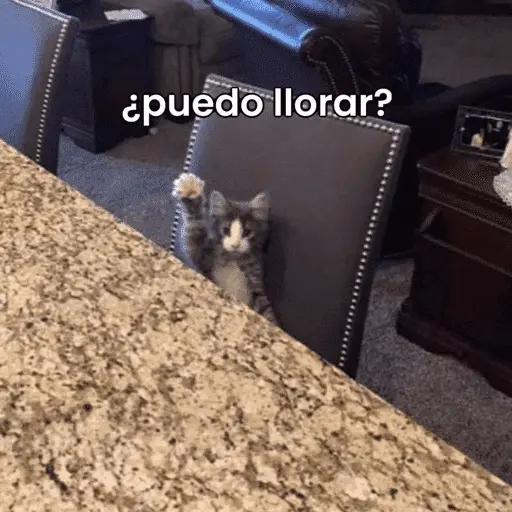 😌 ANIMALITOS SHITPOST 😌