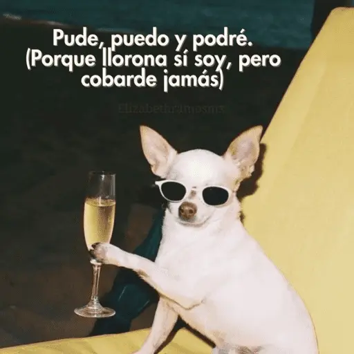 😌 ANIMALITOS SHITPOST 😌